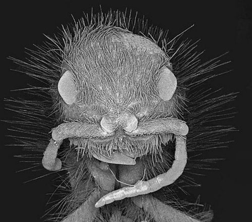 Portraits of Insects