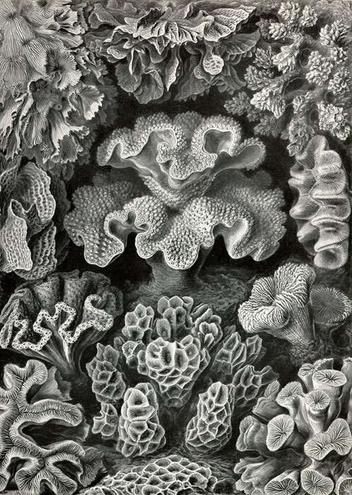 Hexacoralla from Kunstformen der Natur by Ernst Haeckel
